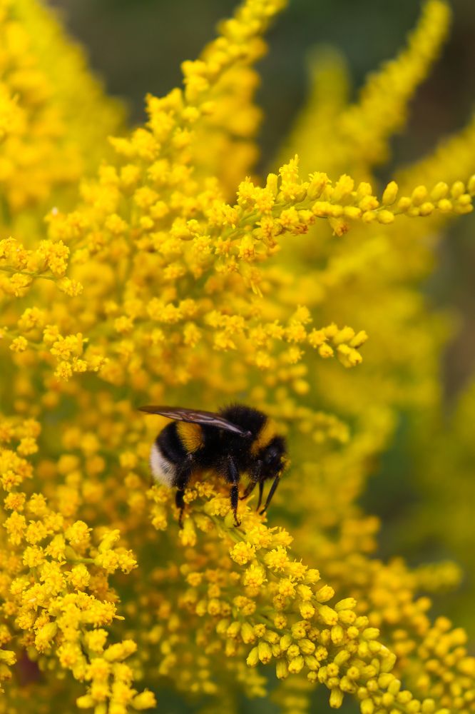 Пушистый шмель и золотистый золотарник.