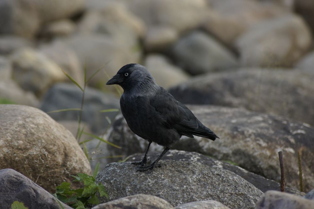 Photograph by Just Ptaha