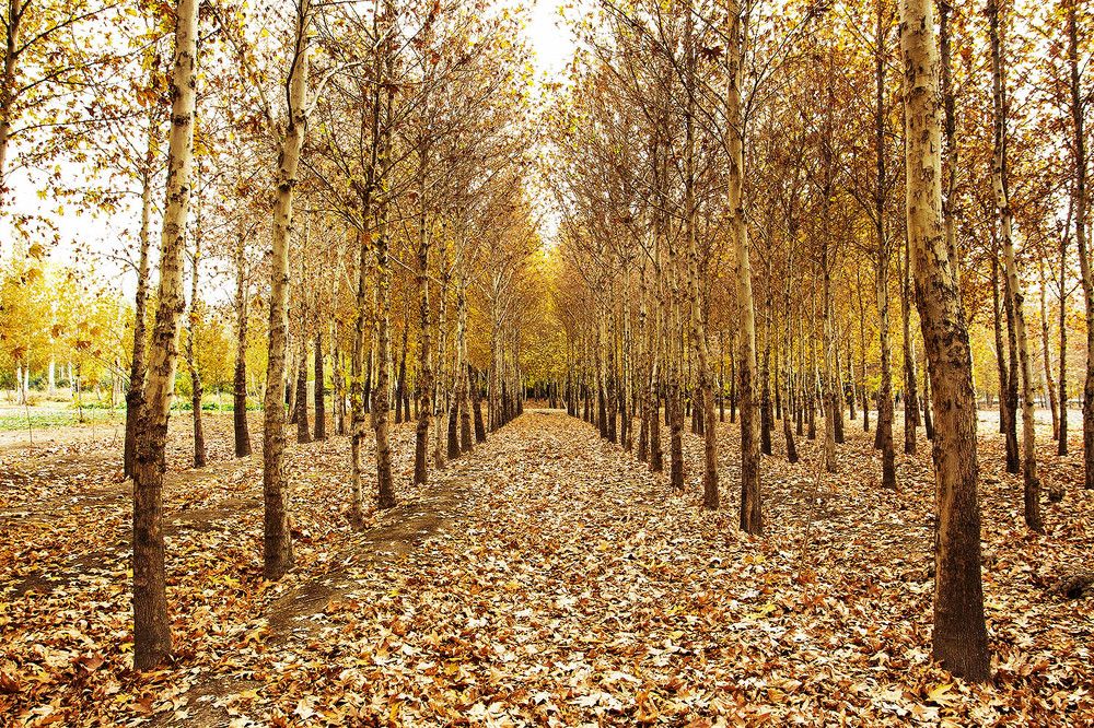 Photograph by mehdi karimi souderjani