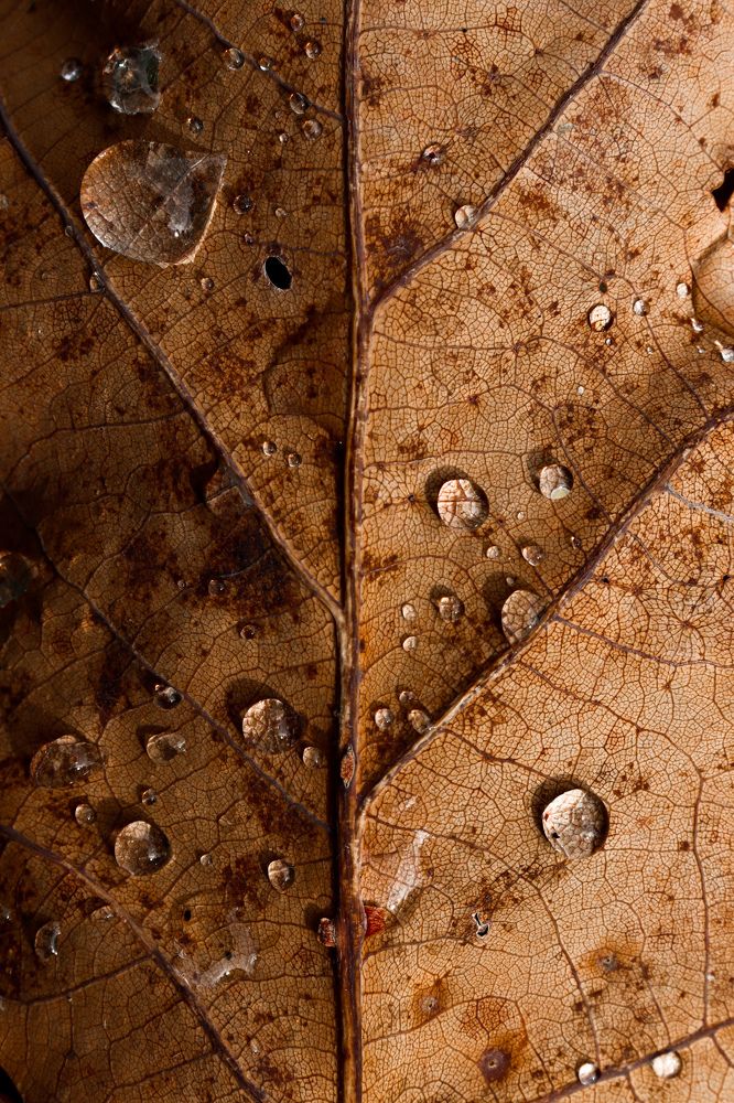 Лист дуба с каплями росы.