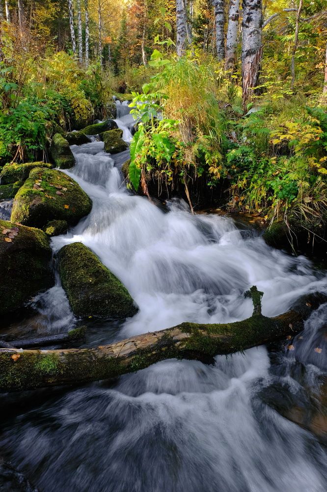 Таëжный ручей