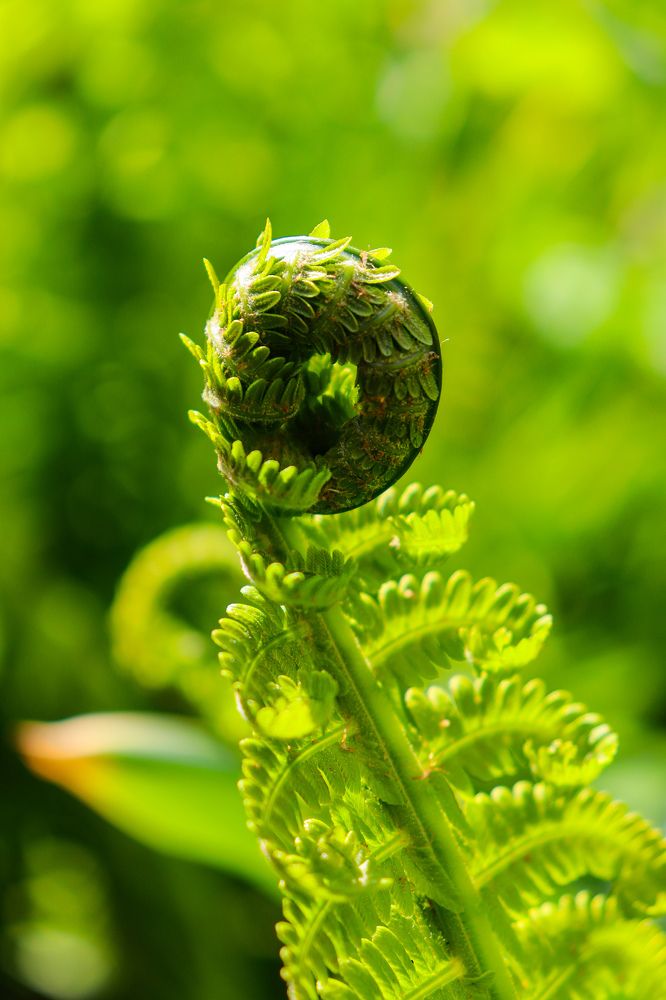 Лист папоротника.