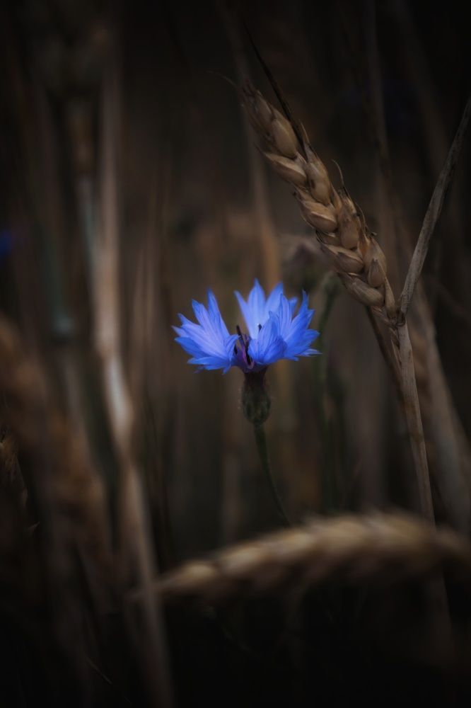 Photograph by 