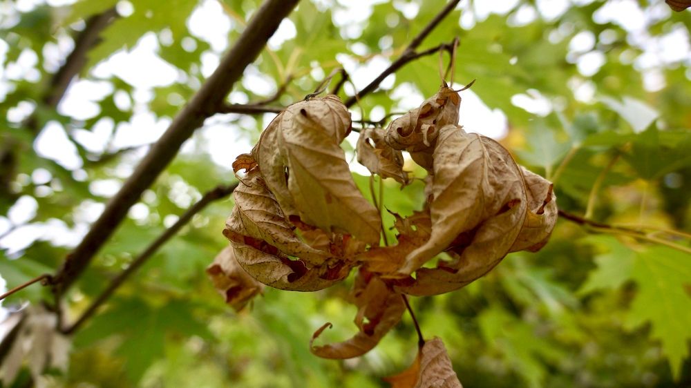 Photograph by Oksana Smorodina