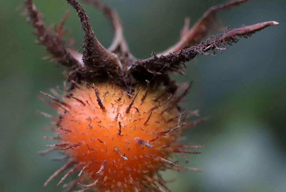 Photograph by елена