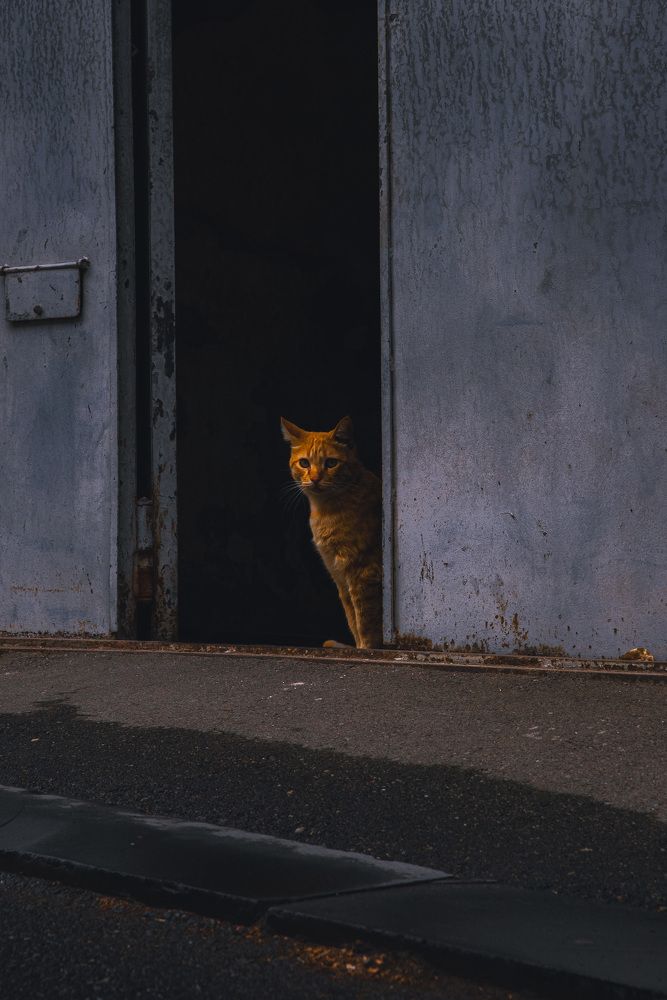 Фотография автора Anton Parfenov