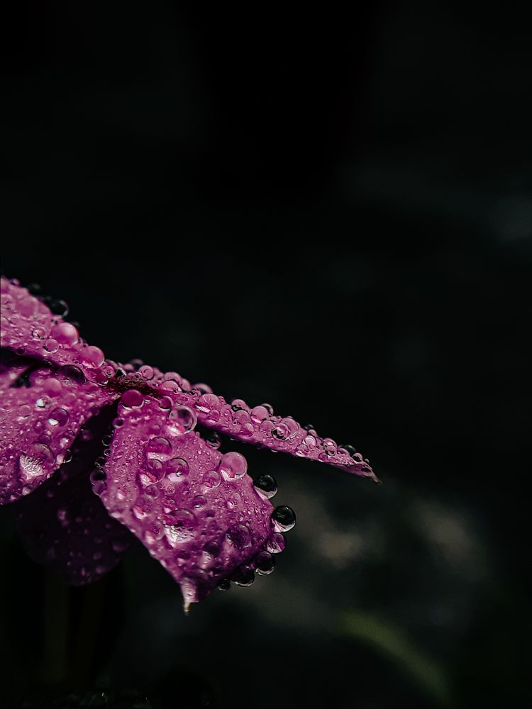 Photograph by Arkaprabha Mandal