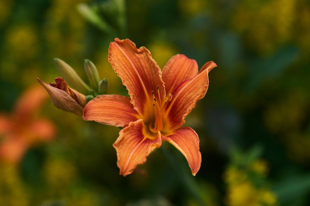 Photograph by Дмитрий Солодухин