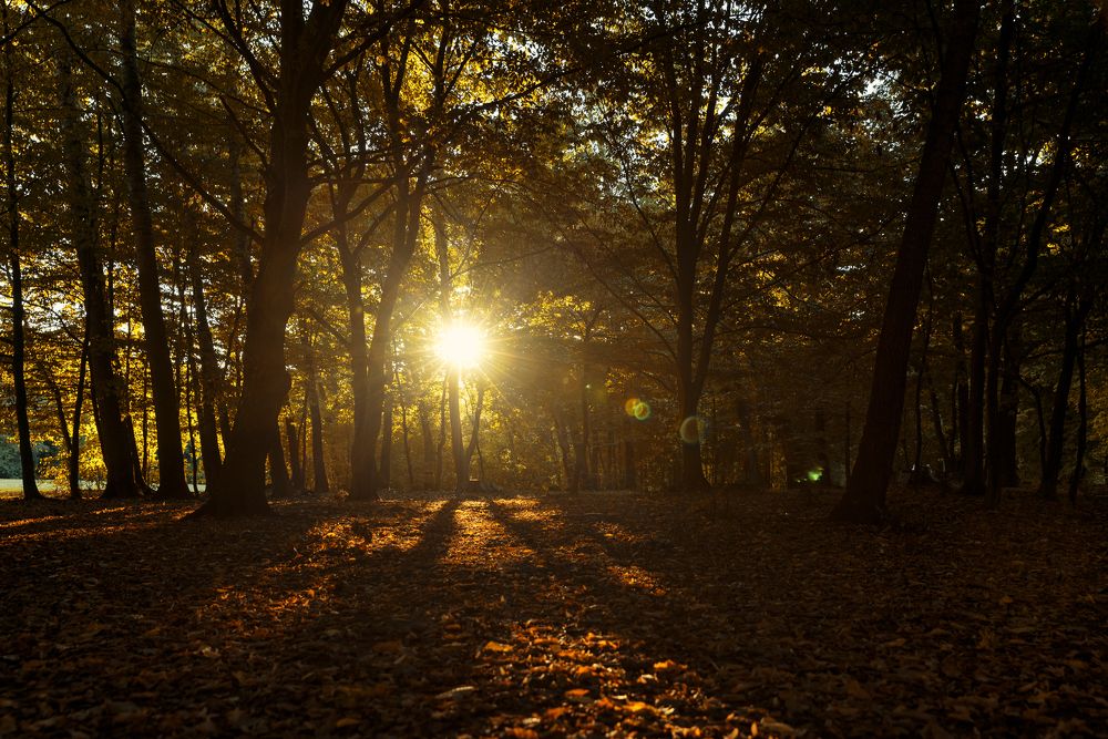 Photograph by Игорь Лейчонок