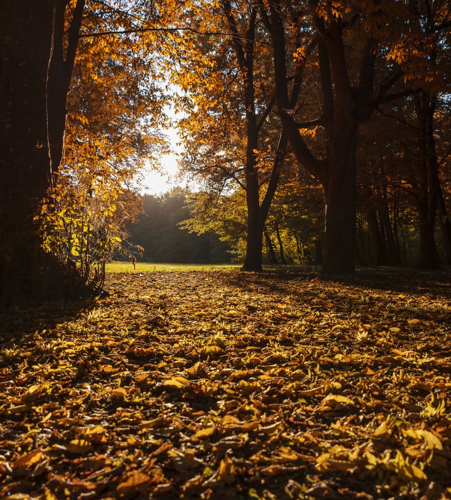 Photograph by Игорь Лейчонок