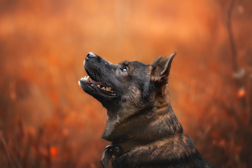 Photograph by Алёна Соболева