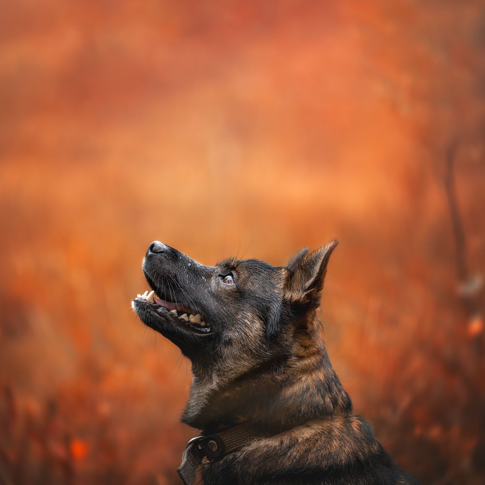 Photograph by Алёна Соболева