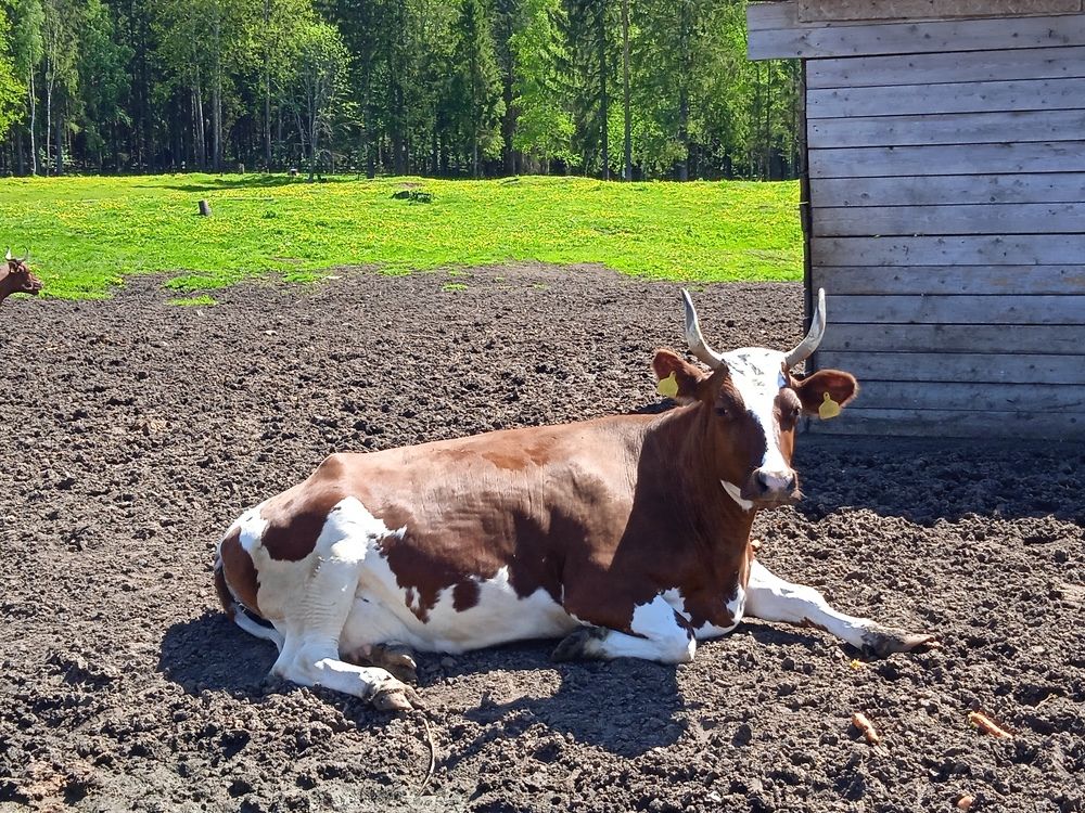 Ферма в Матоксе