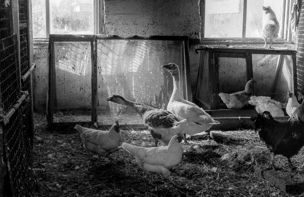 Photograph by Алёна Корнеева