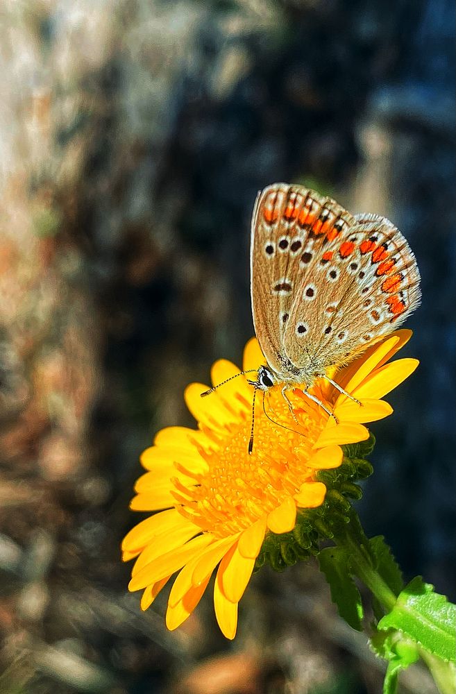 Фотография автора Екатерина Круглик