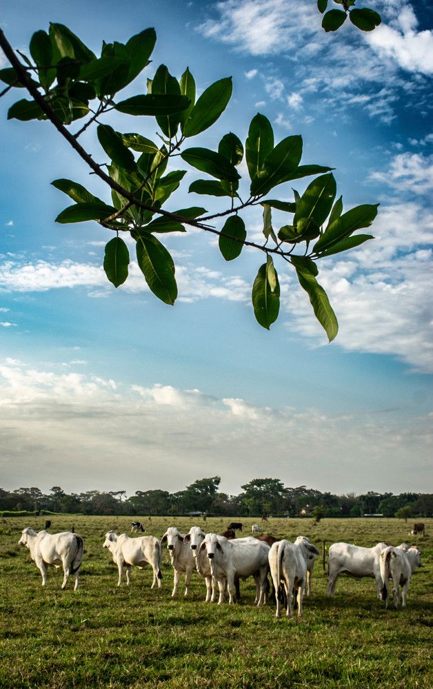 Фотография автора Lina María González Triana