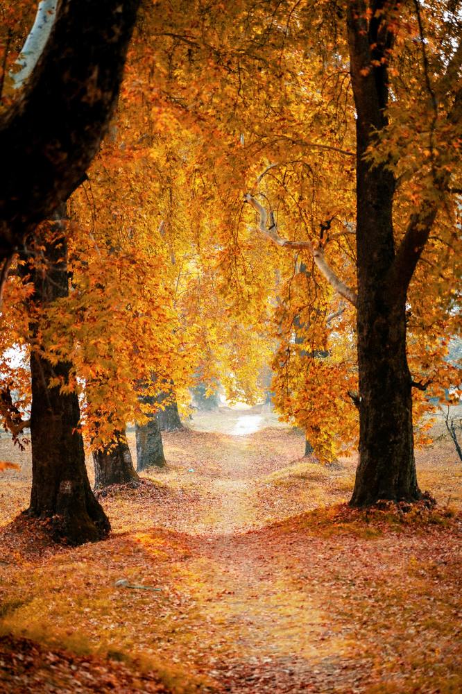 Photograph by Hamed Shahrokhi