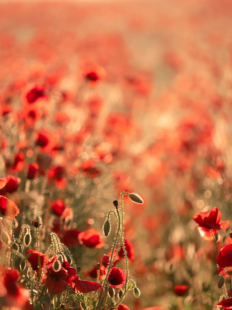 Photograph by Iryna Siamionava