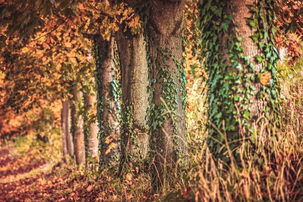 Photograph by Stipica Vrbat