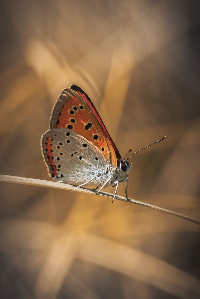 Photograph by Stipica Vrbat