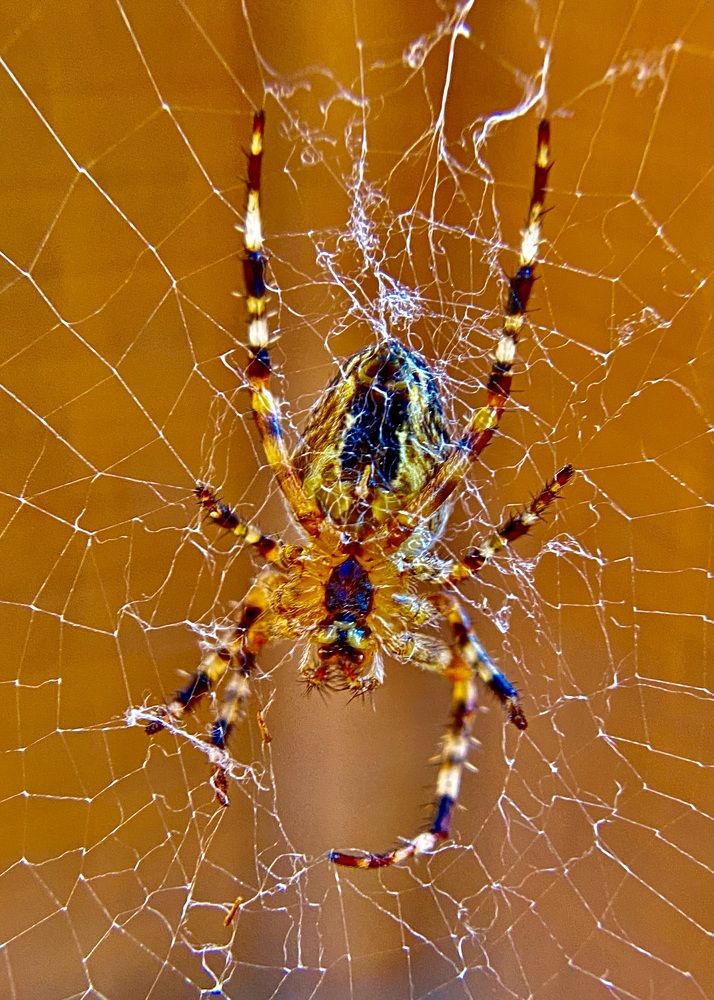 Фотография автора ГУЗАЛИЯ ГАНИЕВА