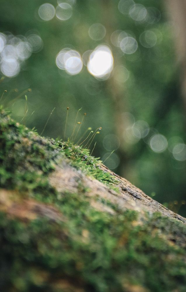 Photograph by Hoàng gia Huy