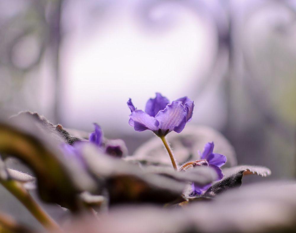 Photograph by Farkhad