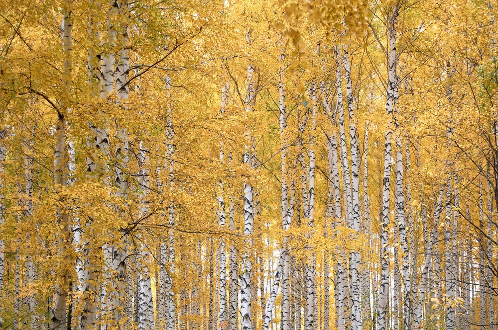 Photograph by Маргарита Гасец