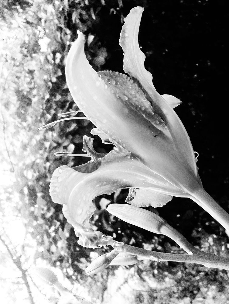 Photograph by Ирина