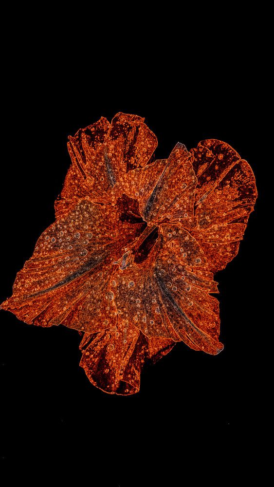 Photograph by Олена Уманцева