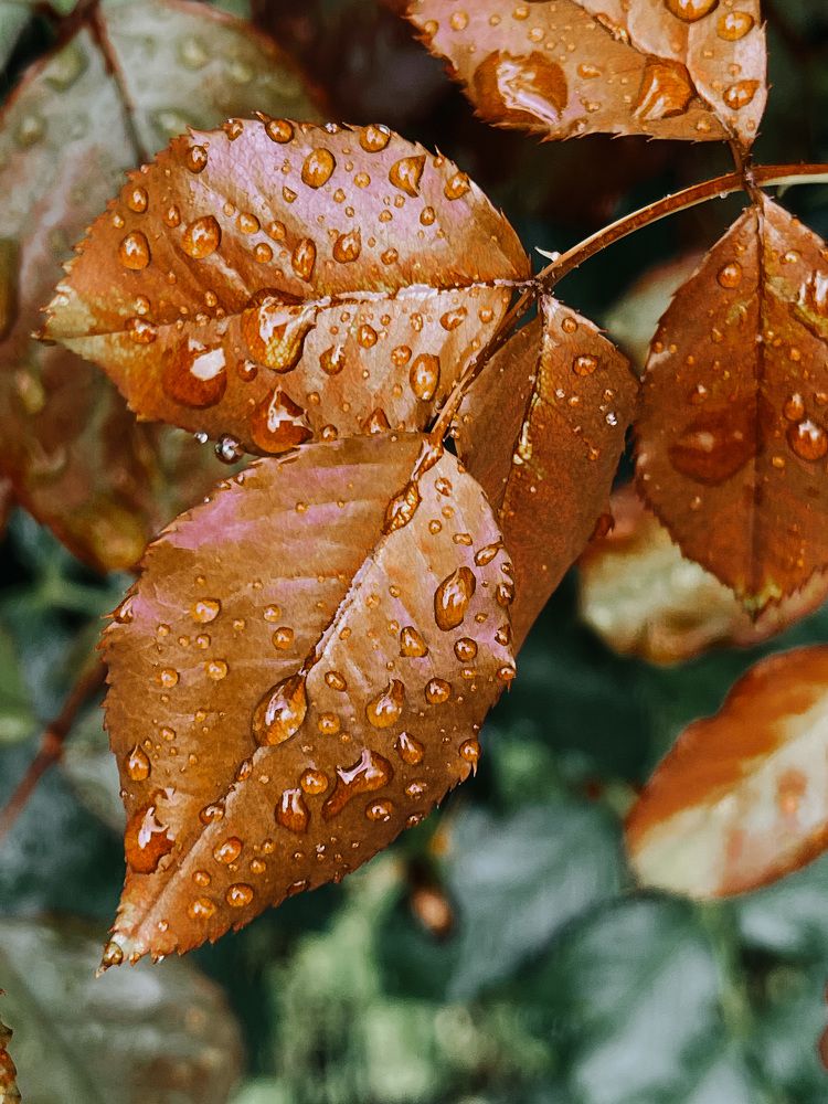 Photograph by Олена Уманцева