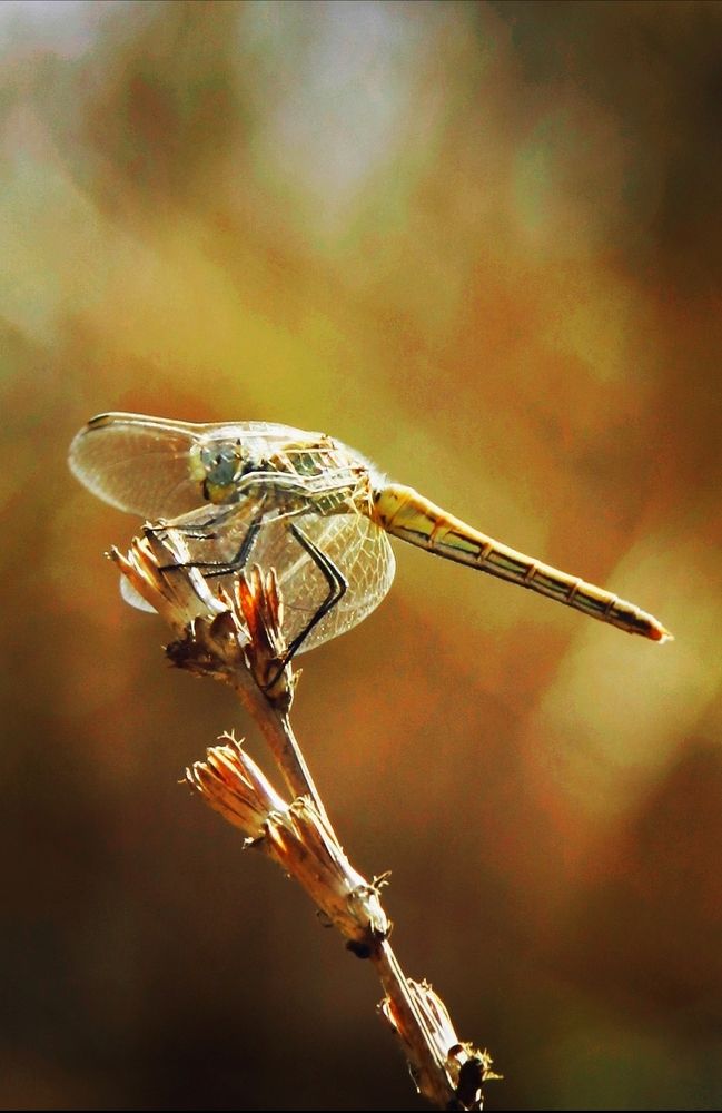 Photograph by Ирина Тихая