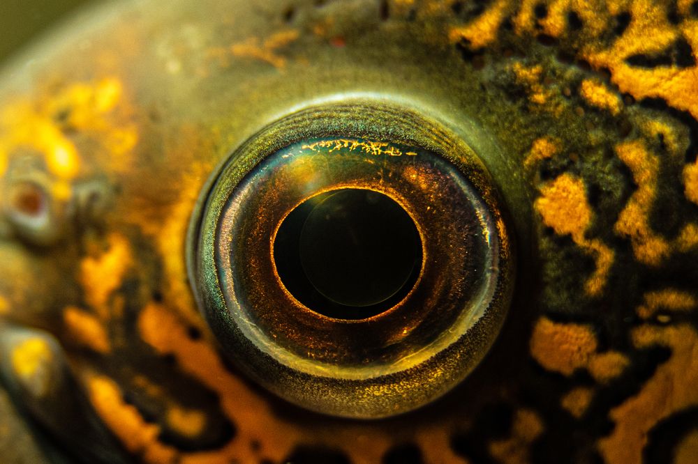 Photograph by Elena Mingazova