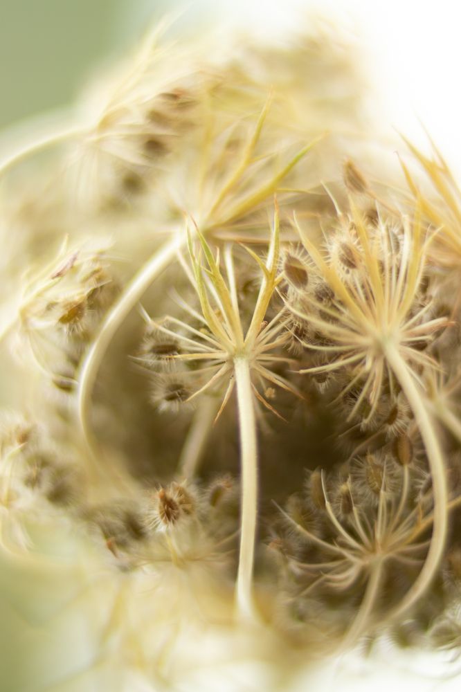 Photograph by Elena Mingazova