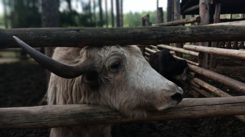 Фотография автора Елена Матросова