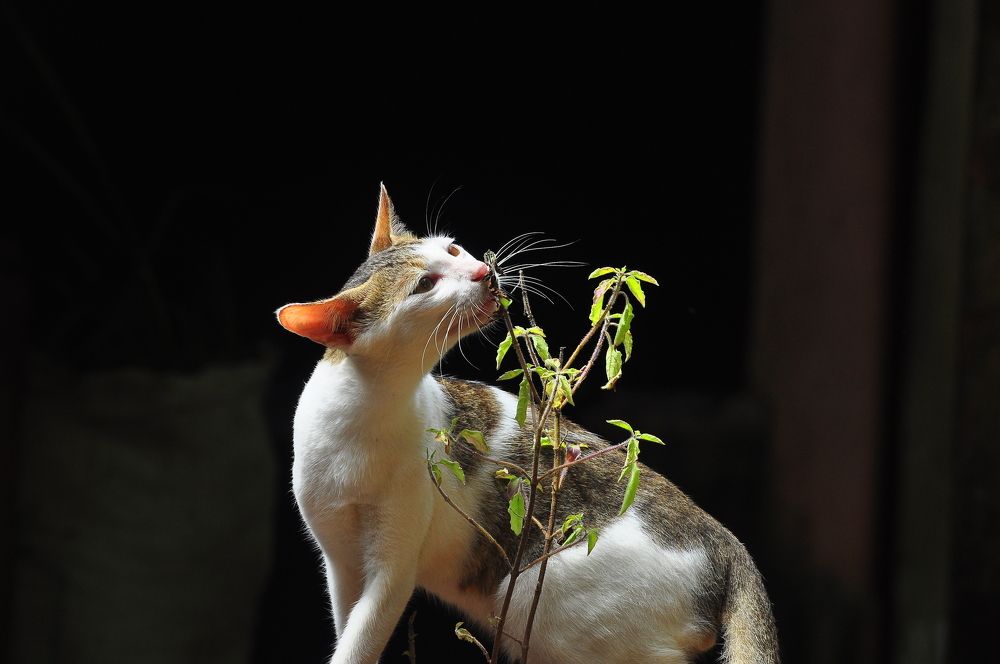 Photograph by B.KUSHA KUMAR Kumar