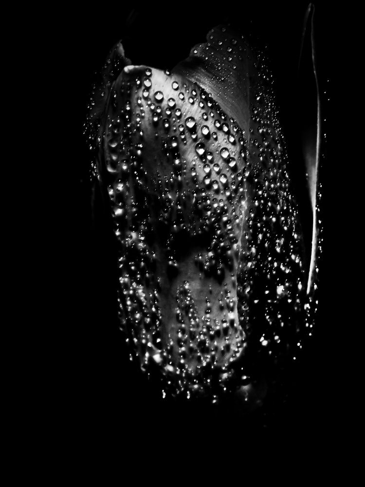 Photograph by Елена Пасажицкая