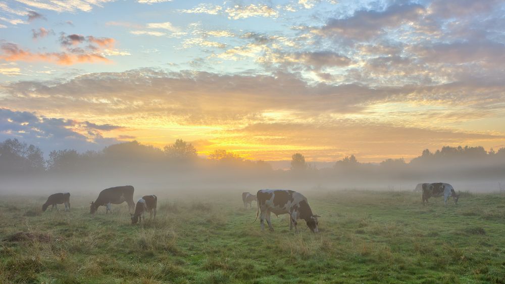 Рано-рано поутру...