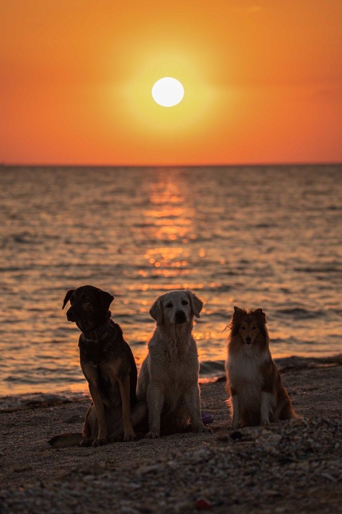 Photograph by наталья залогина