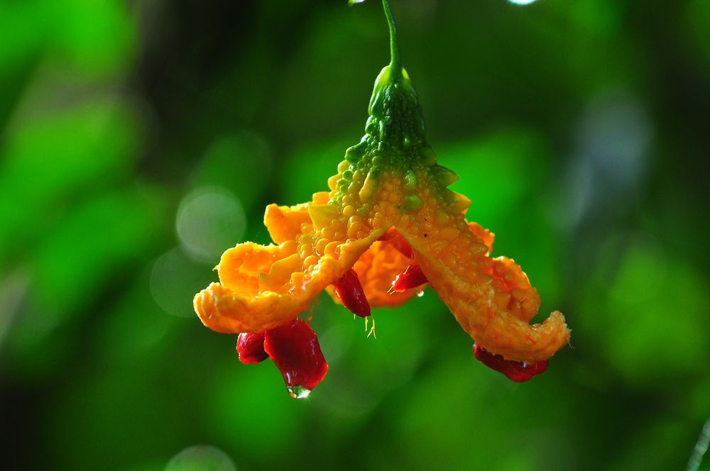 Photograph by B.KUSHA KUMAR Kumar