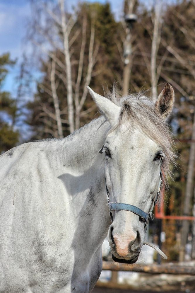 Фотография автора Тамара Караваева