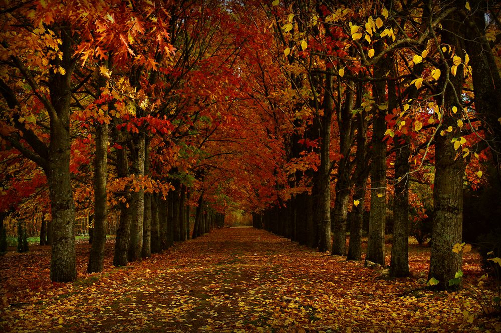 Photograph by Геннадий Натье (Игнатьев)