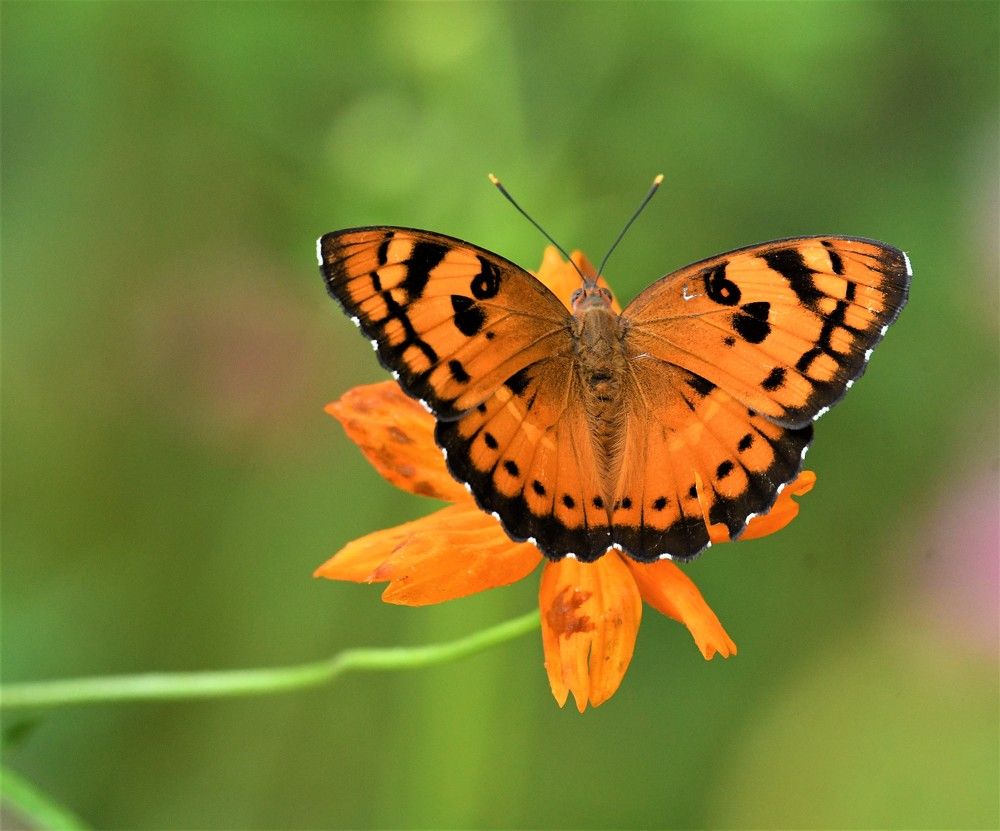 Photograph by Preet saluja