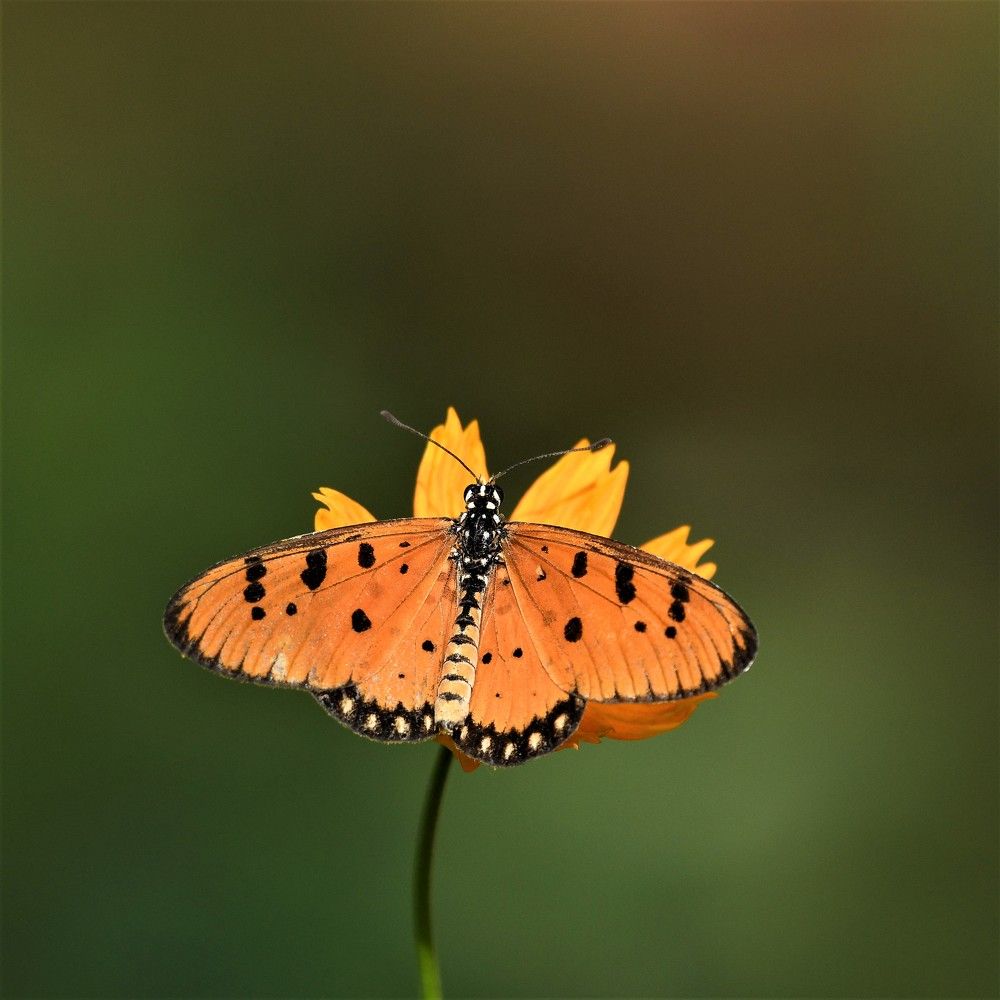 Photograph by Preet saluja