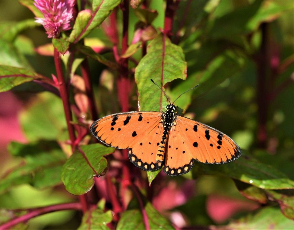 Photograph by Preet saluja