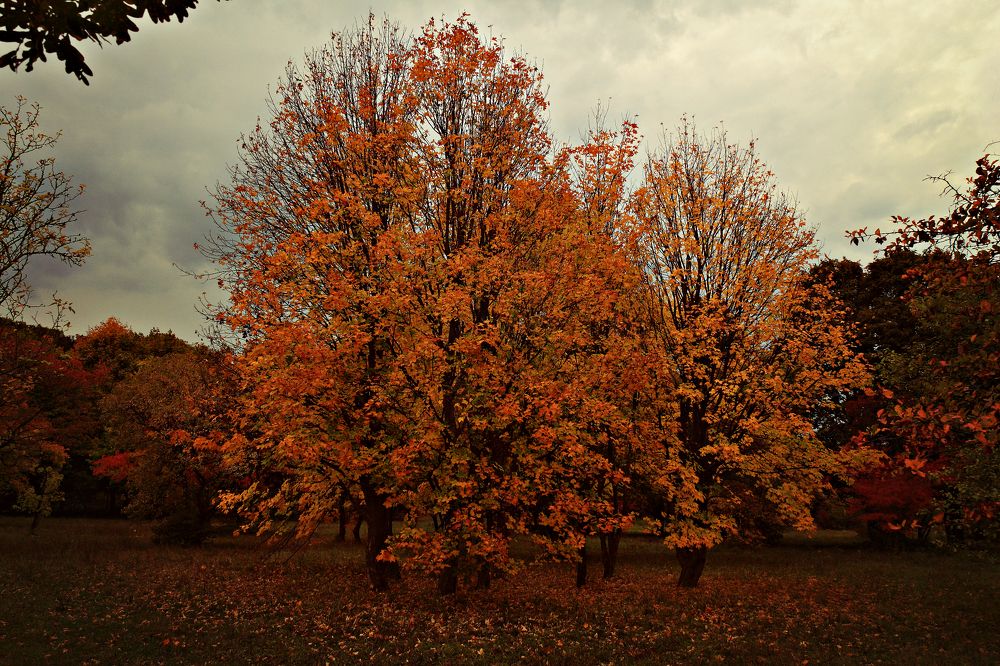 Photograph by Геннадий Натье (Игнатьев)