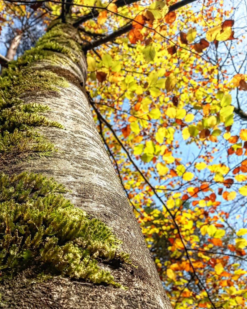 Фотография автора Elena Burgstaller