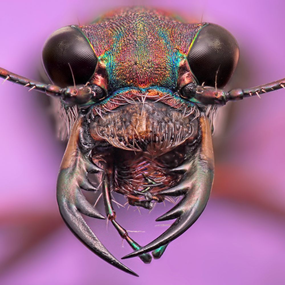 Photograph by Omid Mirshamsi