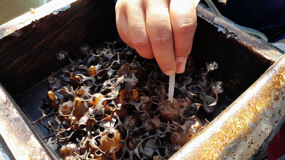 Harvesting  Trigona Honey Bee