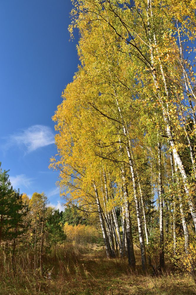 Photograph by Aleksander Perevolotsky